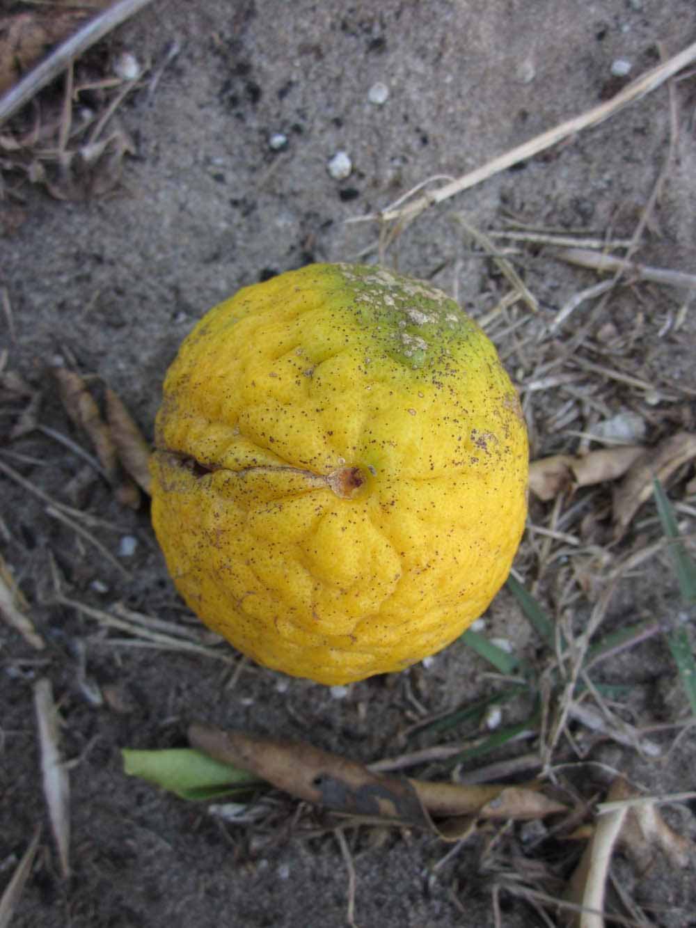            Fruit (Winter Haven, FL)   